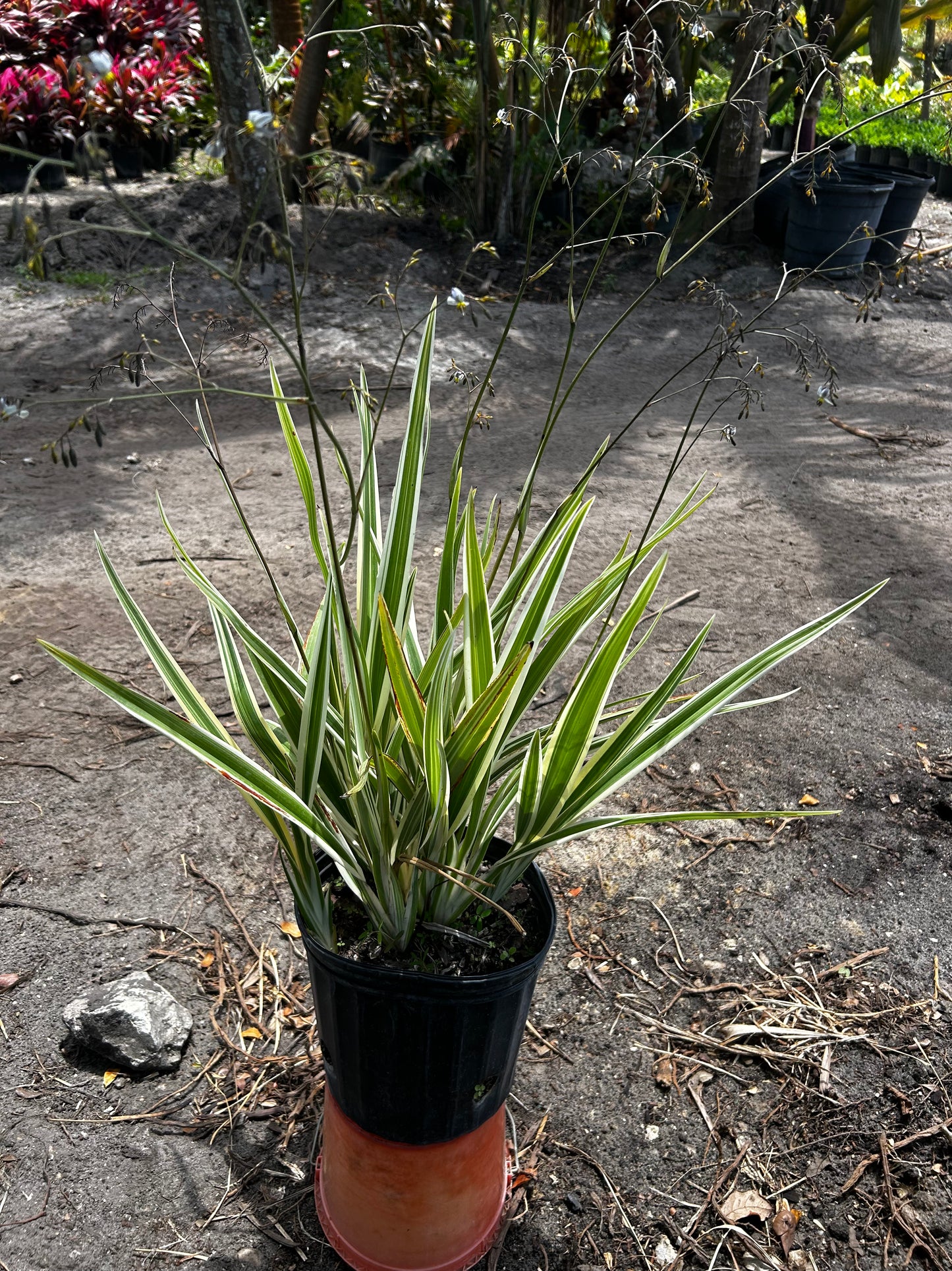 Flax Lily