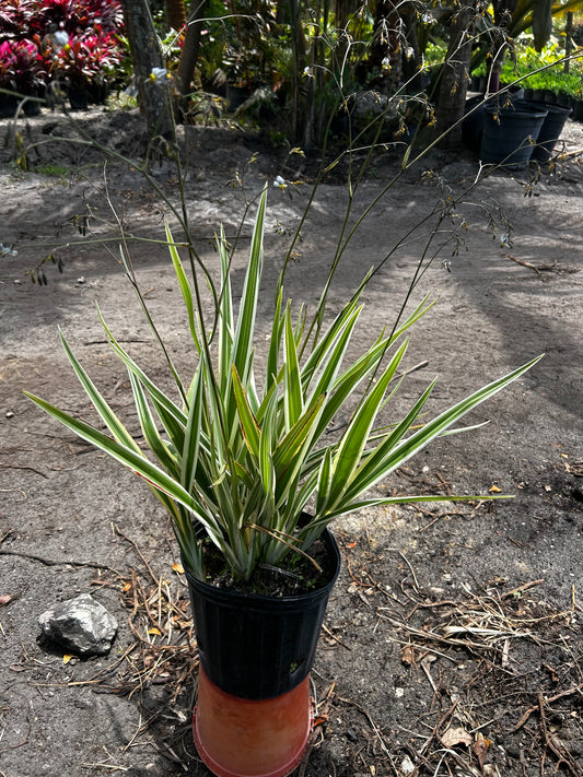 Flax Lily
