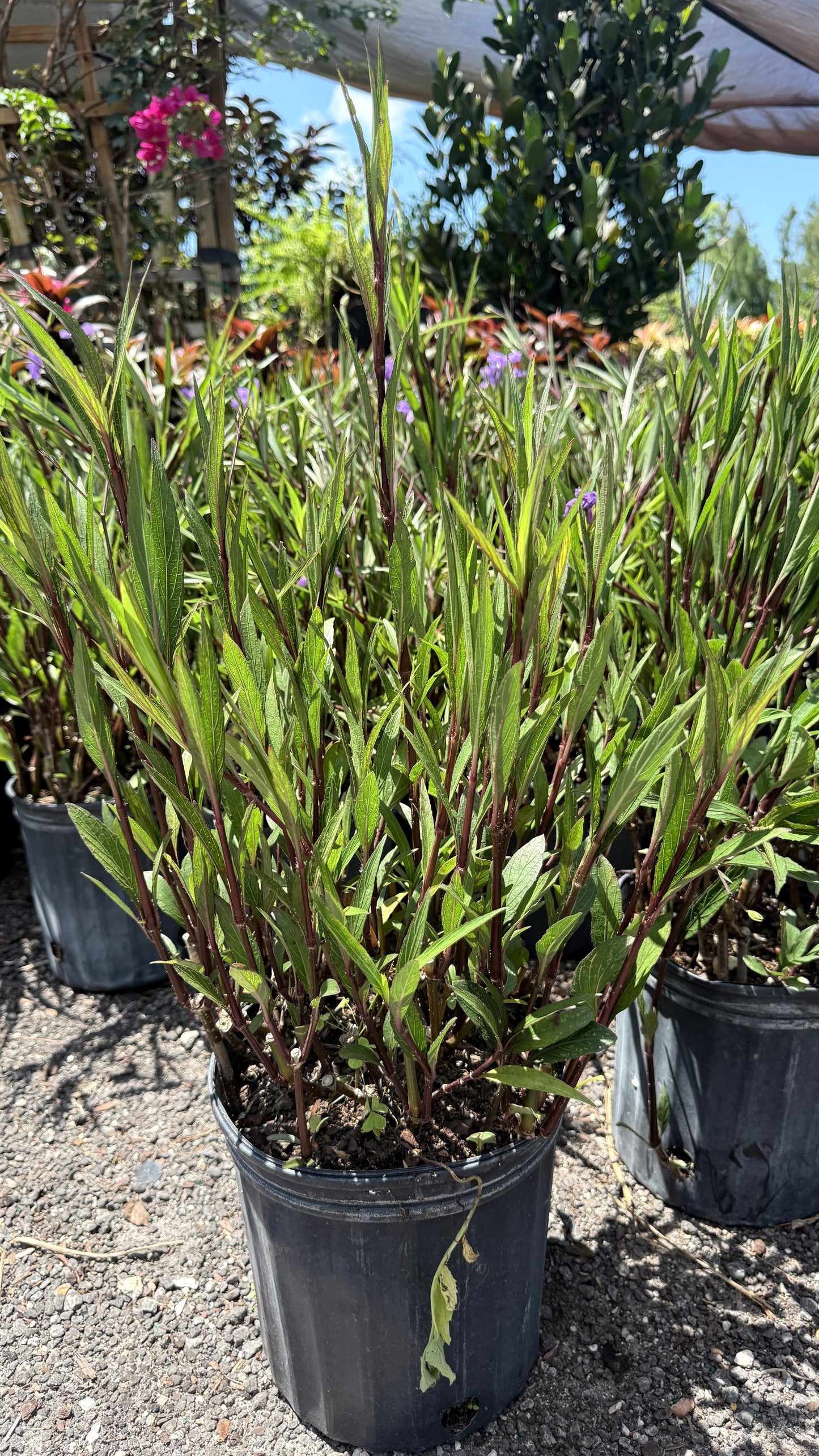 Mexican petunia
