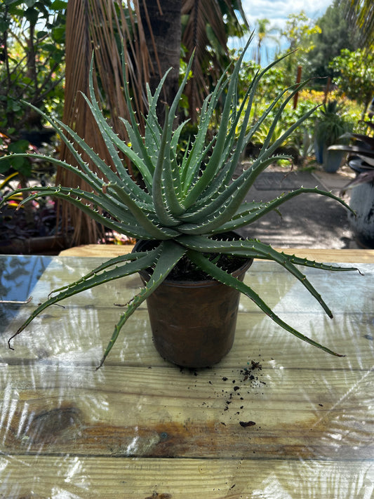 Aloe Vera Small Leaf