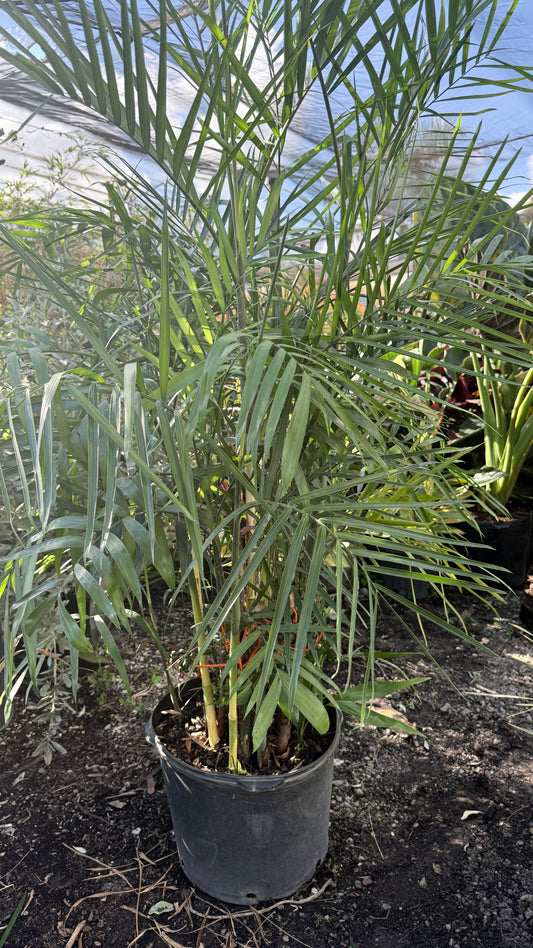 Cat Palm