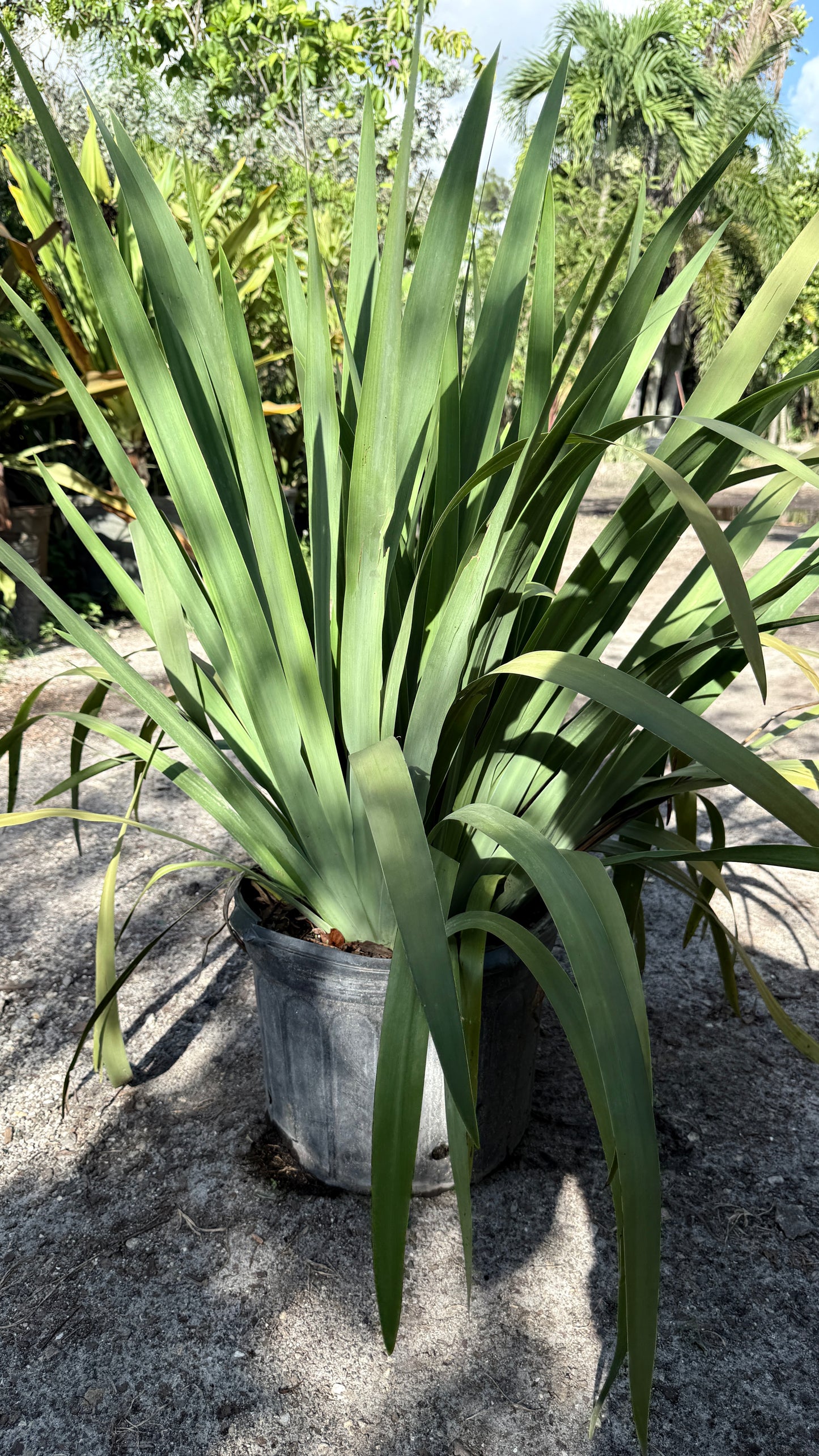 Apostle Iris
