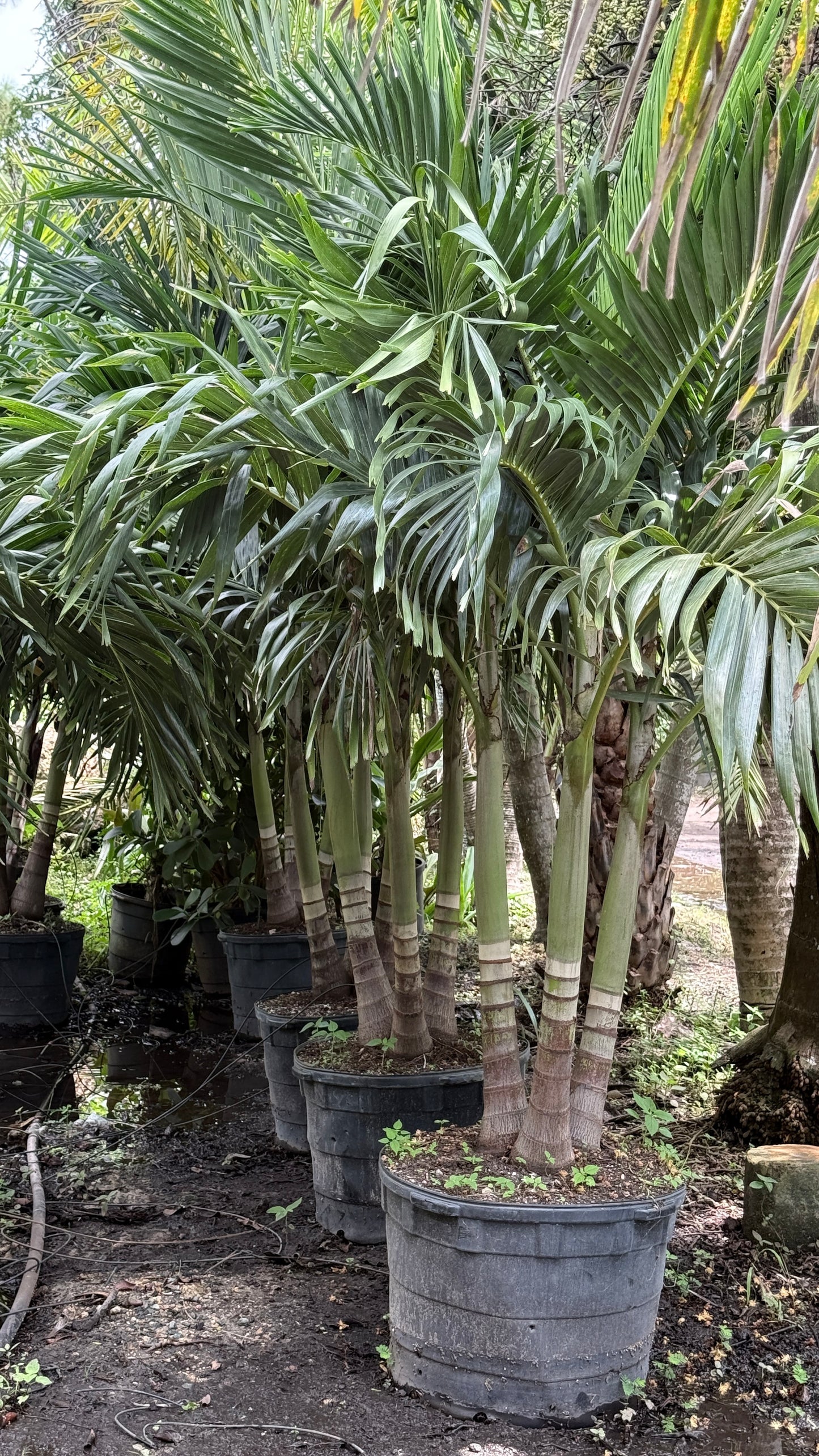Christmas Palm