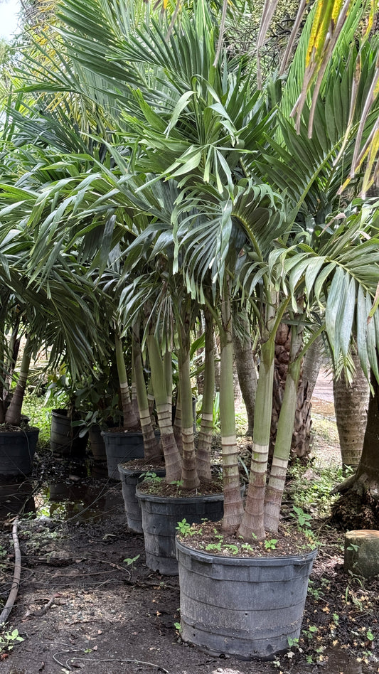Christmas Palm