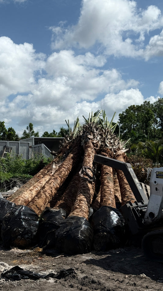 Cabbage palms