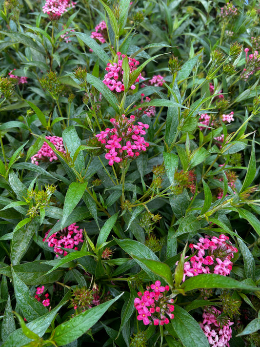 Panama Rose