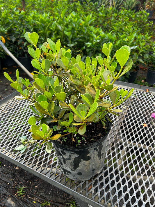 Clusia Guttifera 'Nana'