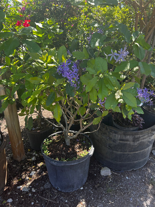 Petrea Volubilis Vine