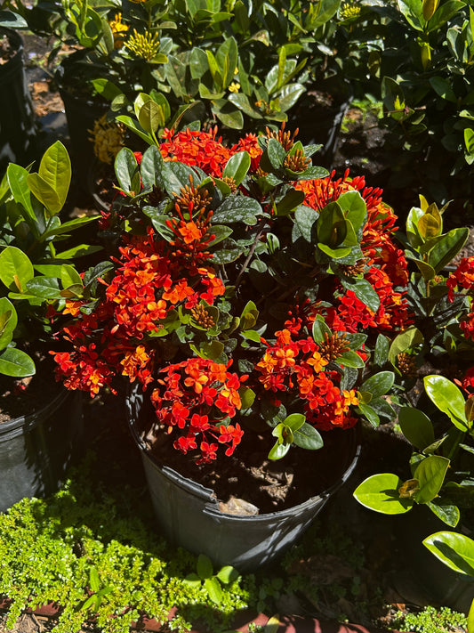 Ixora Maui