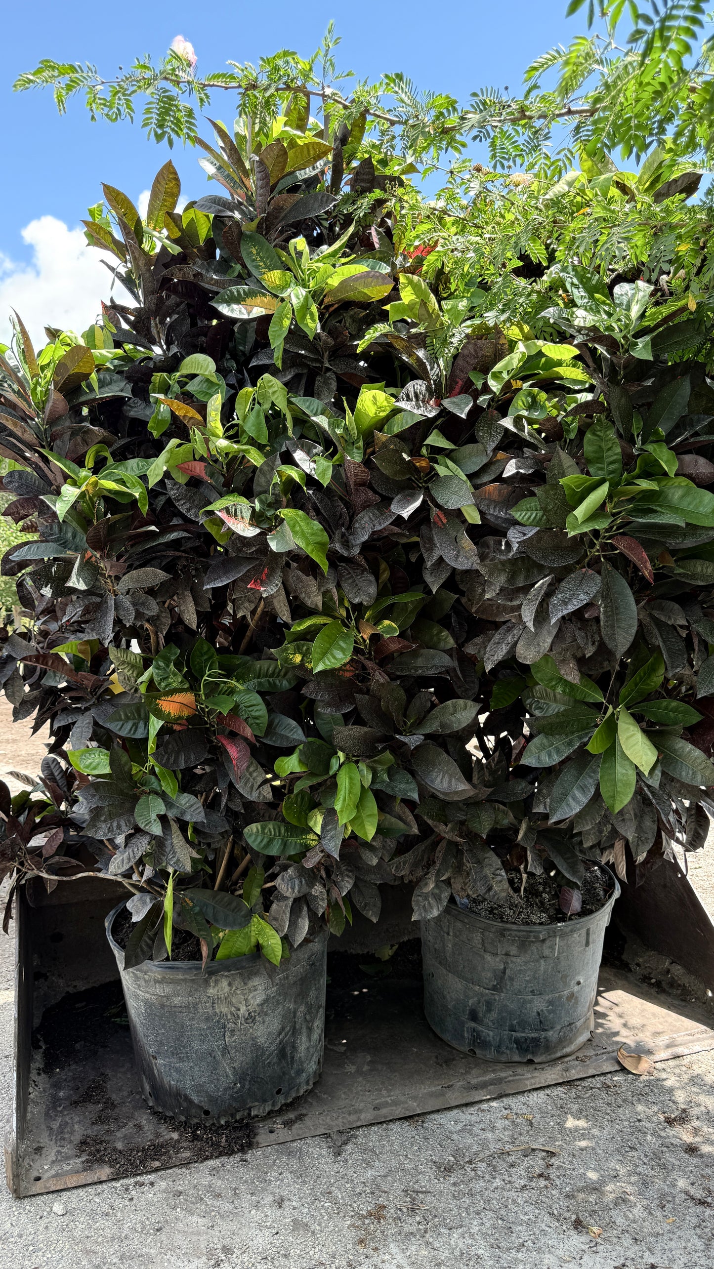Croton Ice Tone