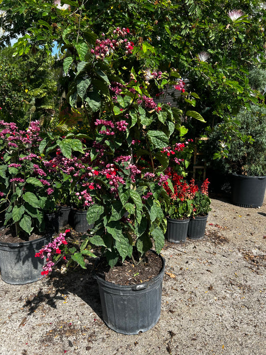 Bleeding-Heart Vine