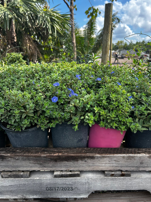 Blue Daze