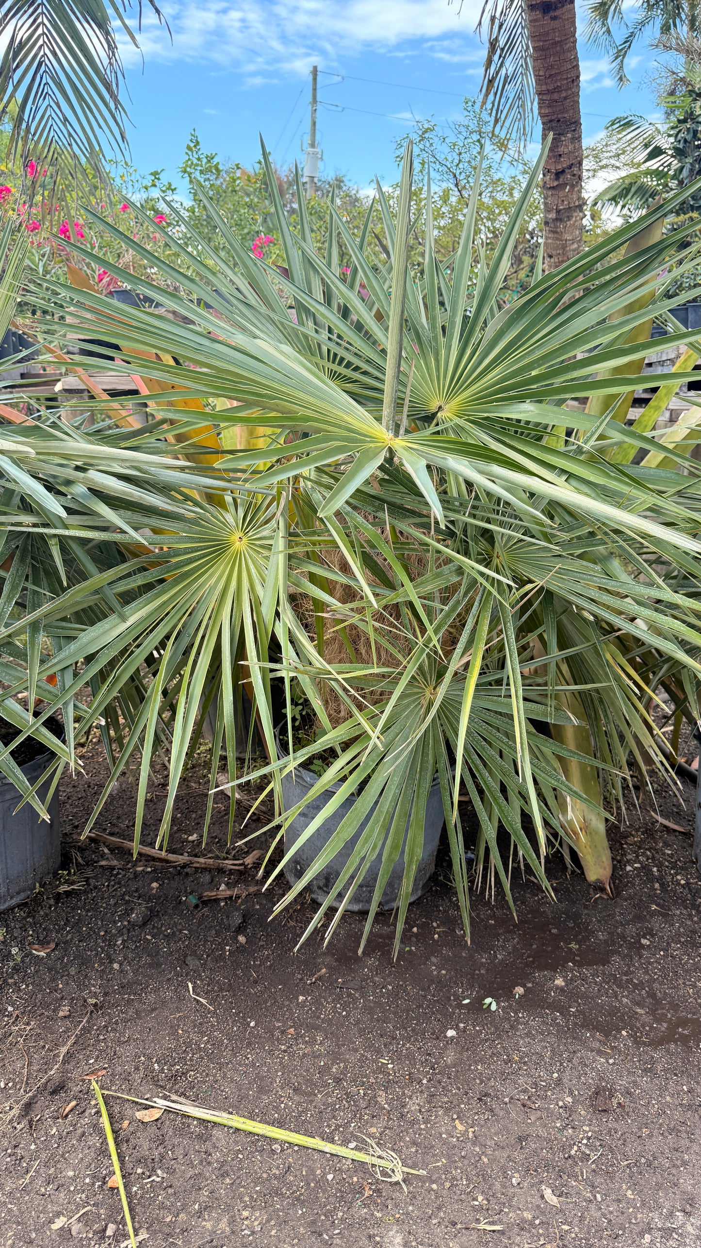 Old Man Palm