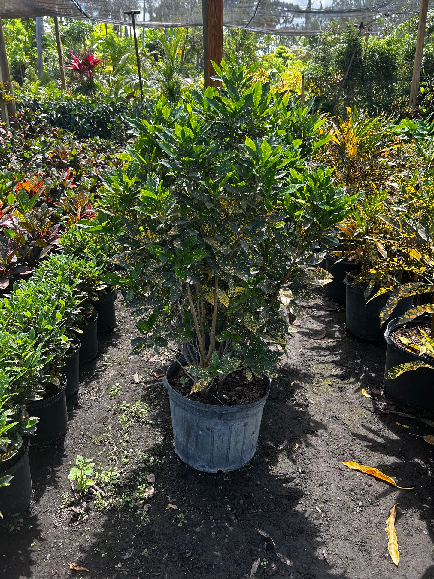 Gold Dust Croton