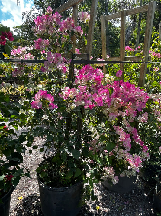 Bougainvillea Trellis