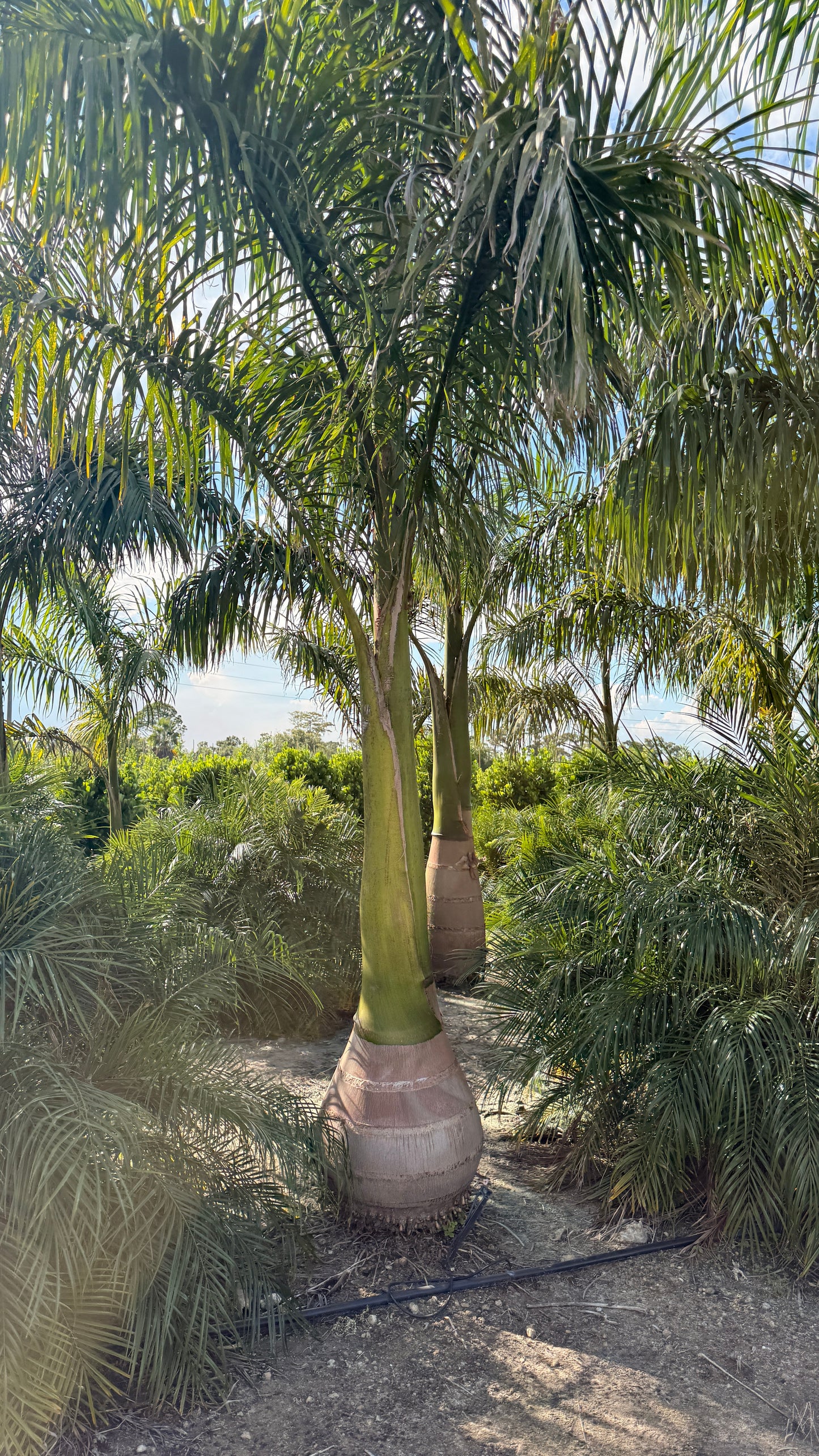 Royal Palm