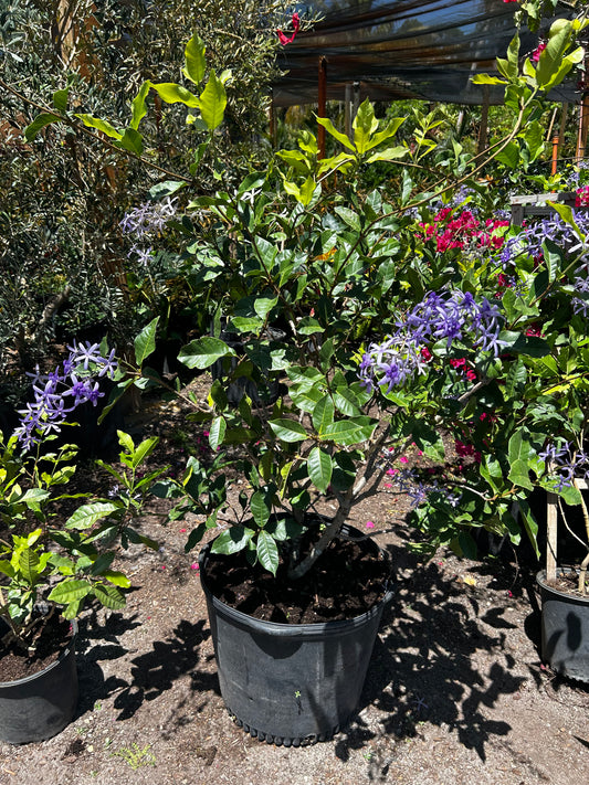 Petrea Vine/Queen Wreath/Sandpaper Vine