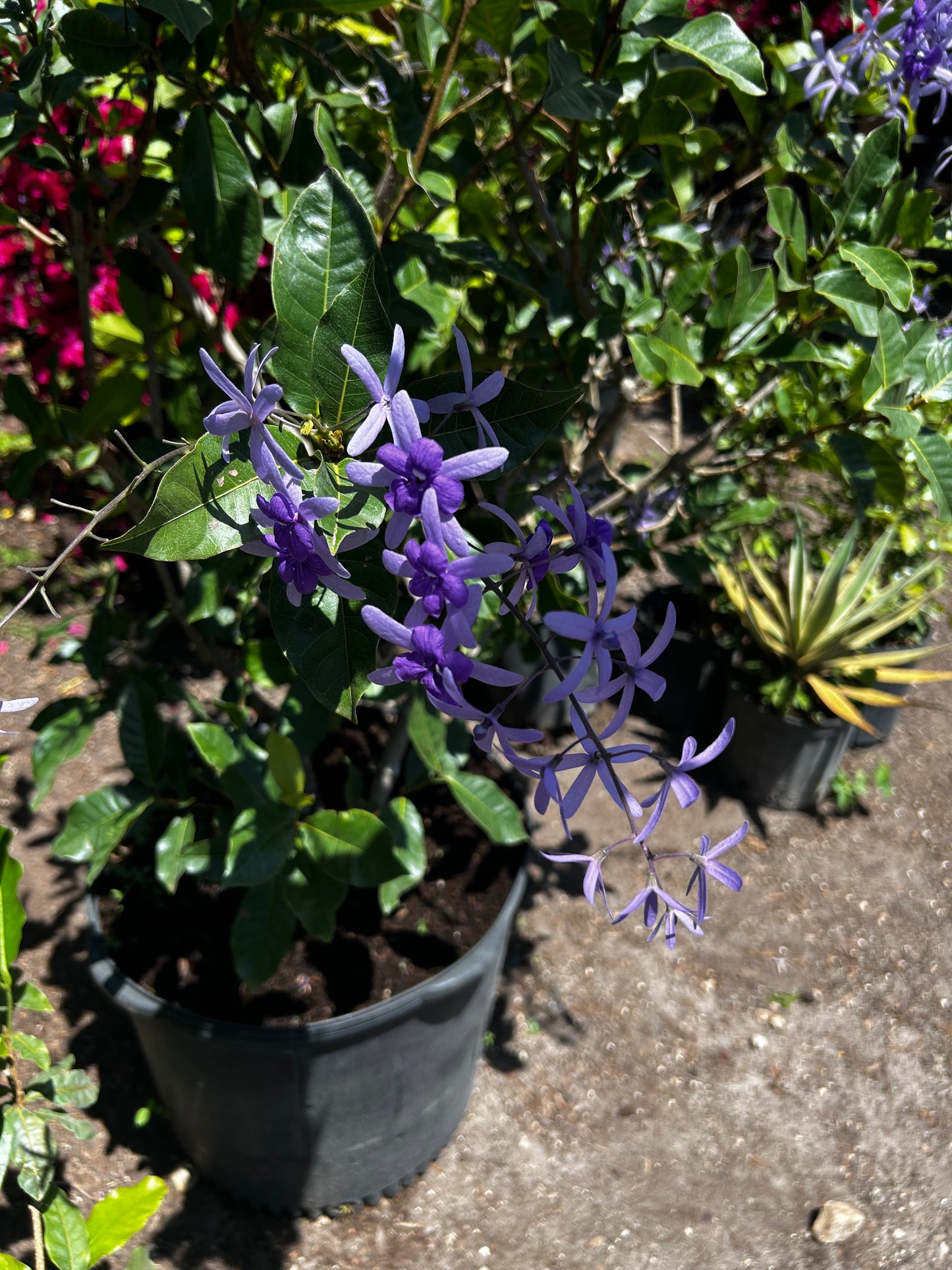 Petrea Vine/Queen Wreath/Sandpaper Vine