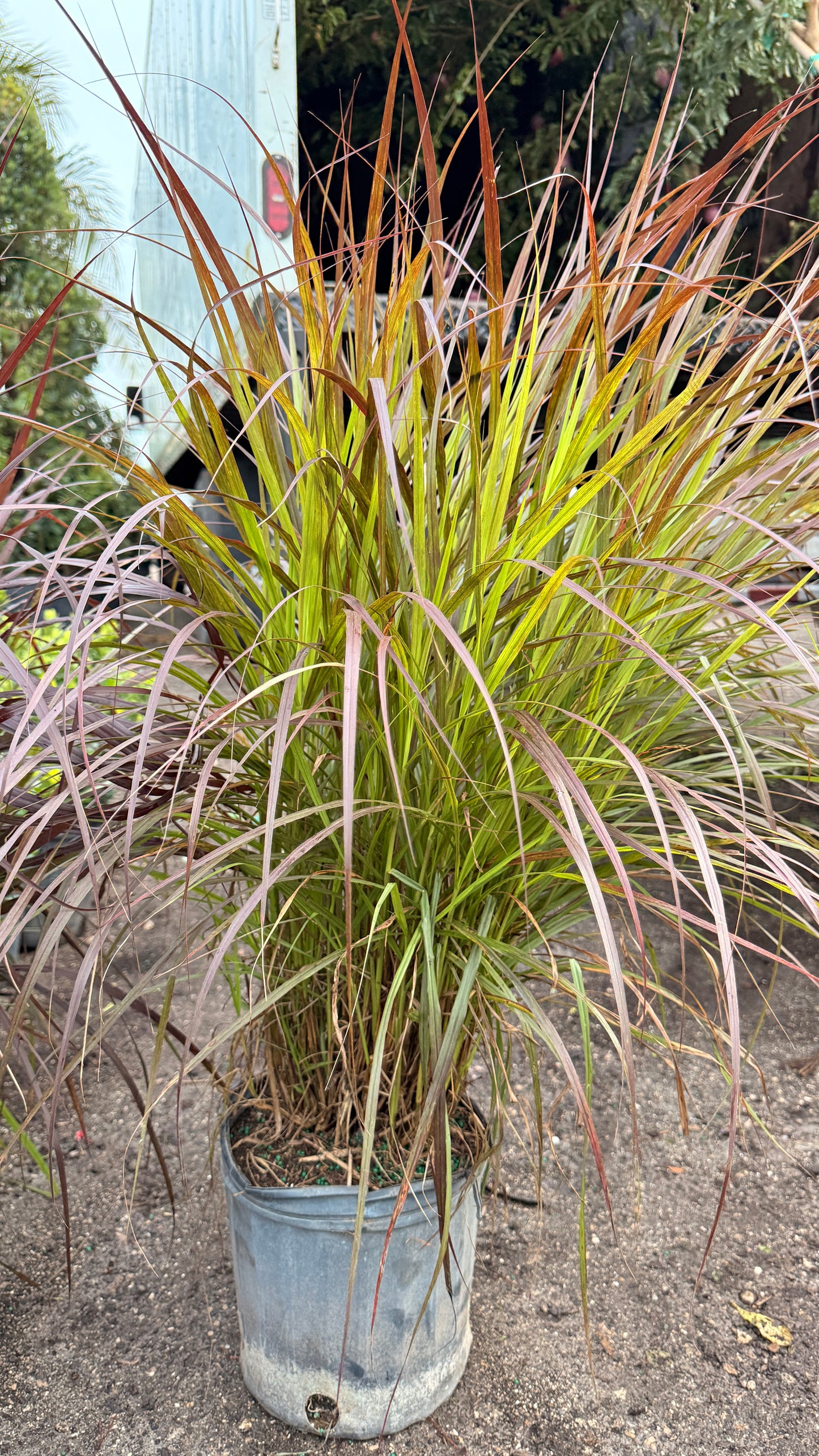 Fountain Grass