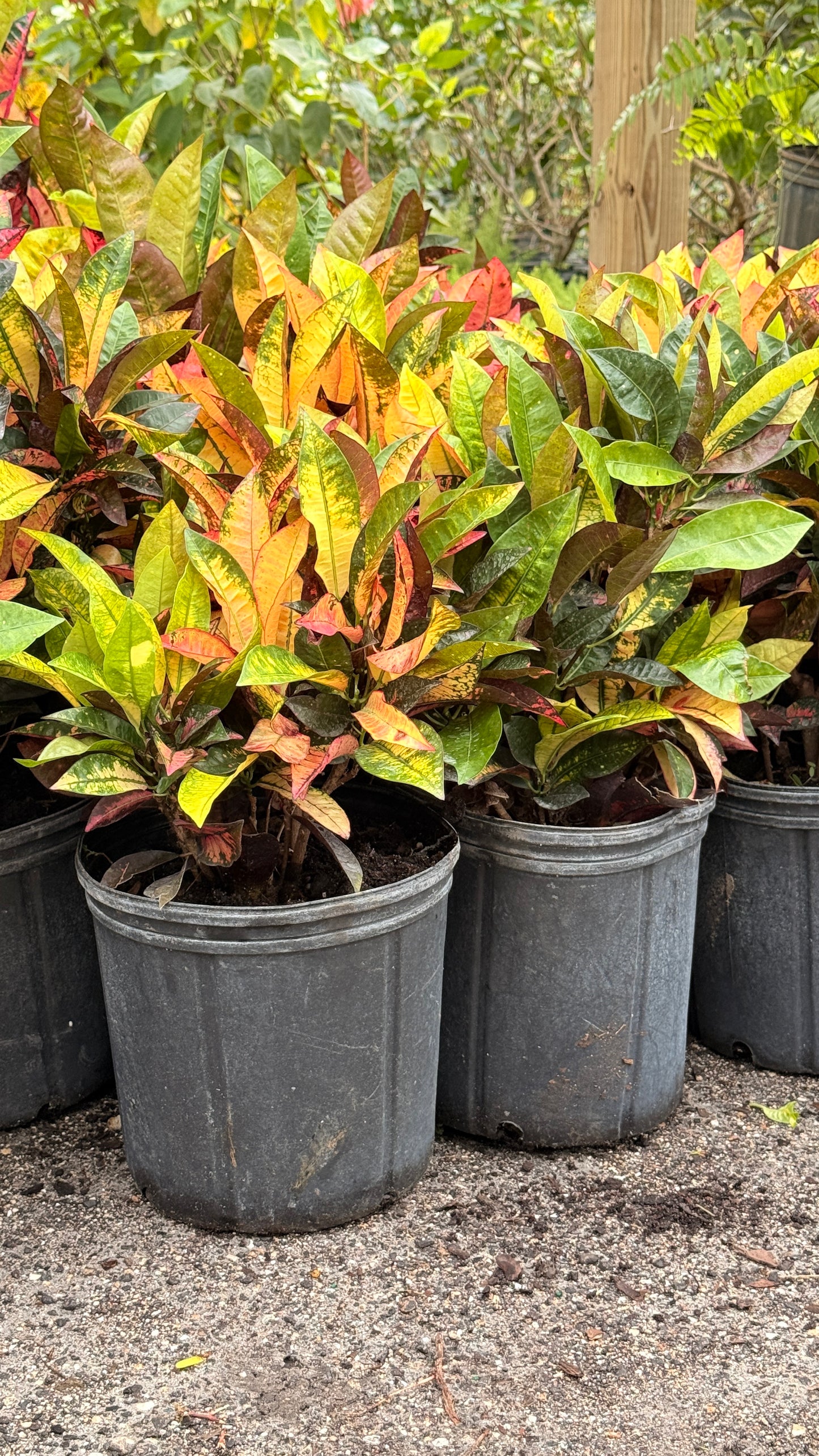 Croton Ice Tone