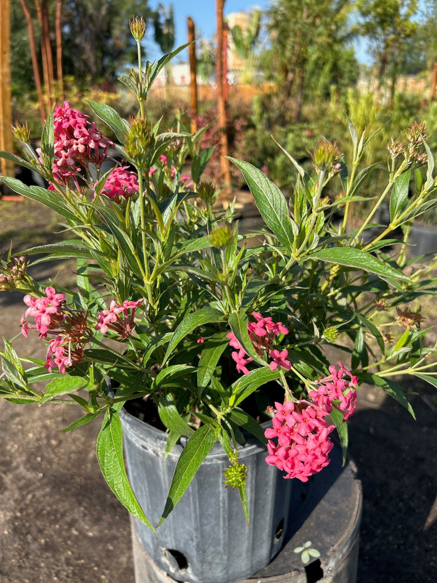 Panama Rose