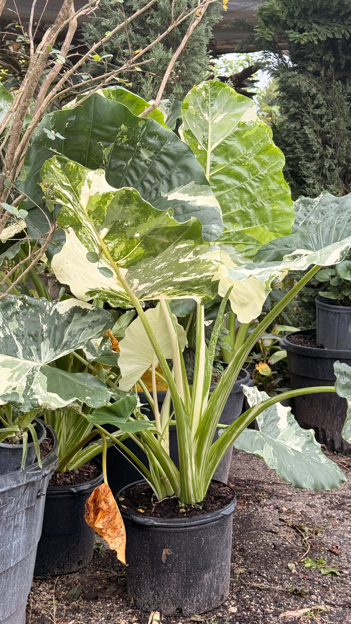 Alocasia (Elephant Ear)
