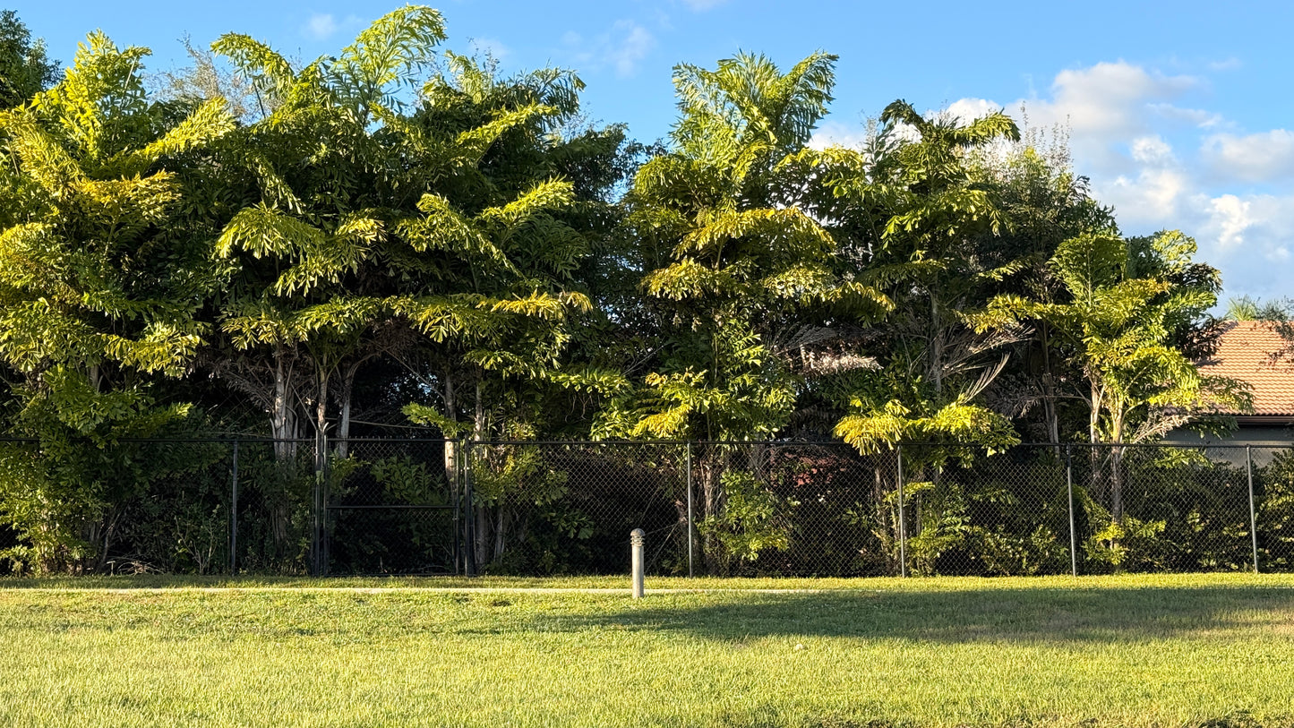 Fish Tail Palm