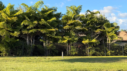 Fish Tail Palm