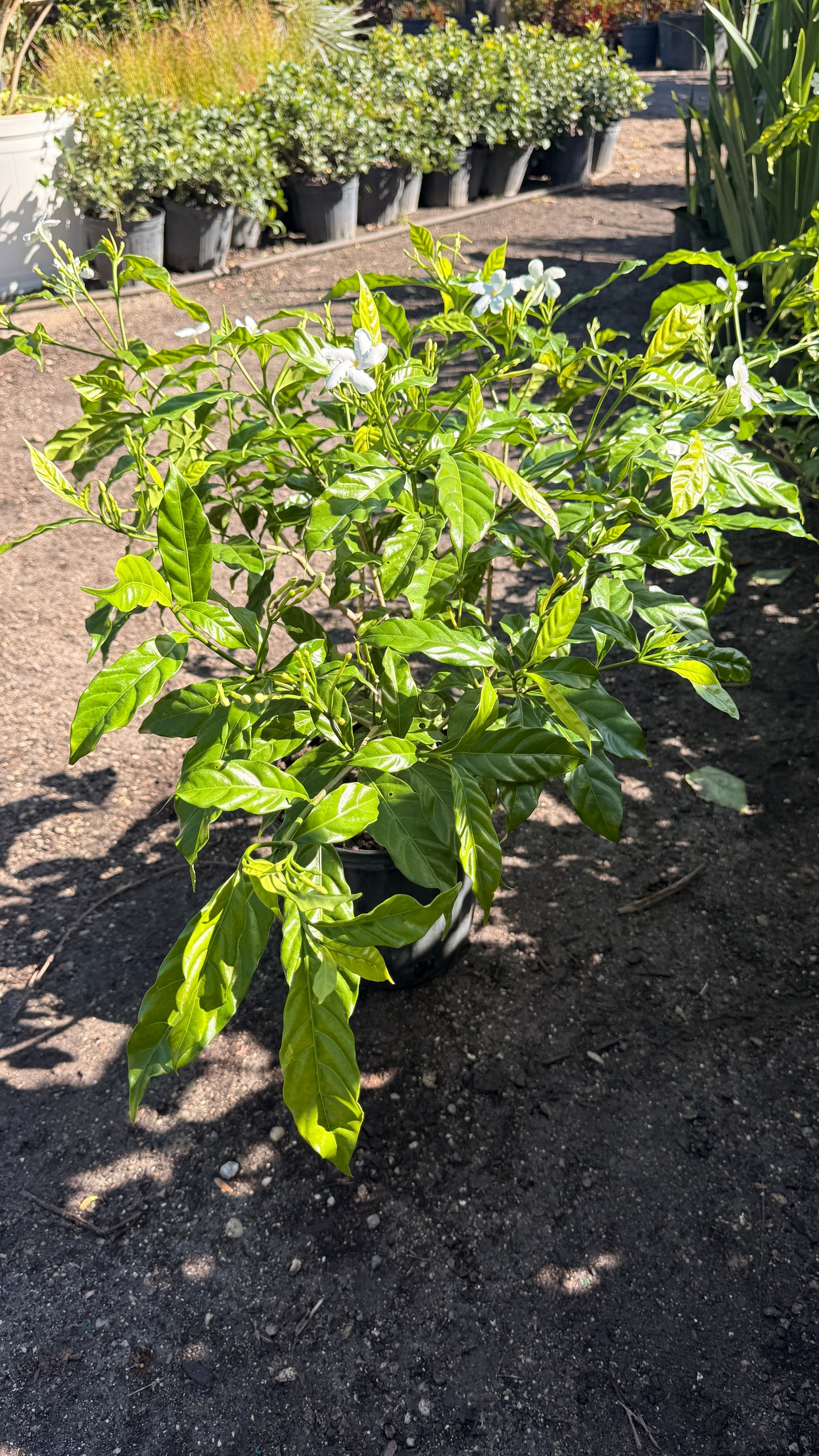 Pinwheel Jasmine