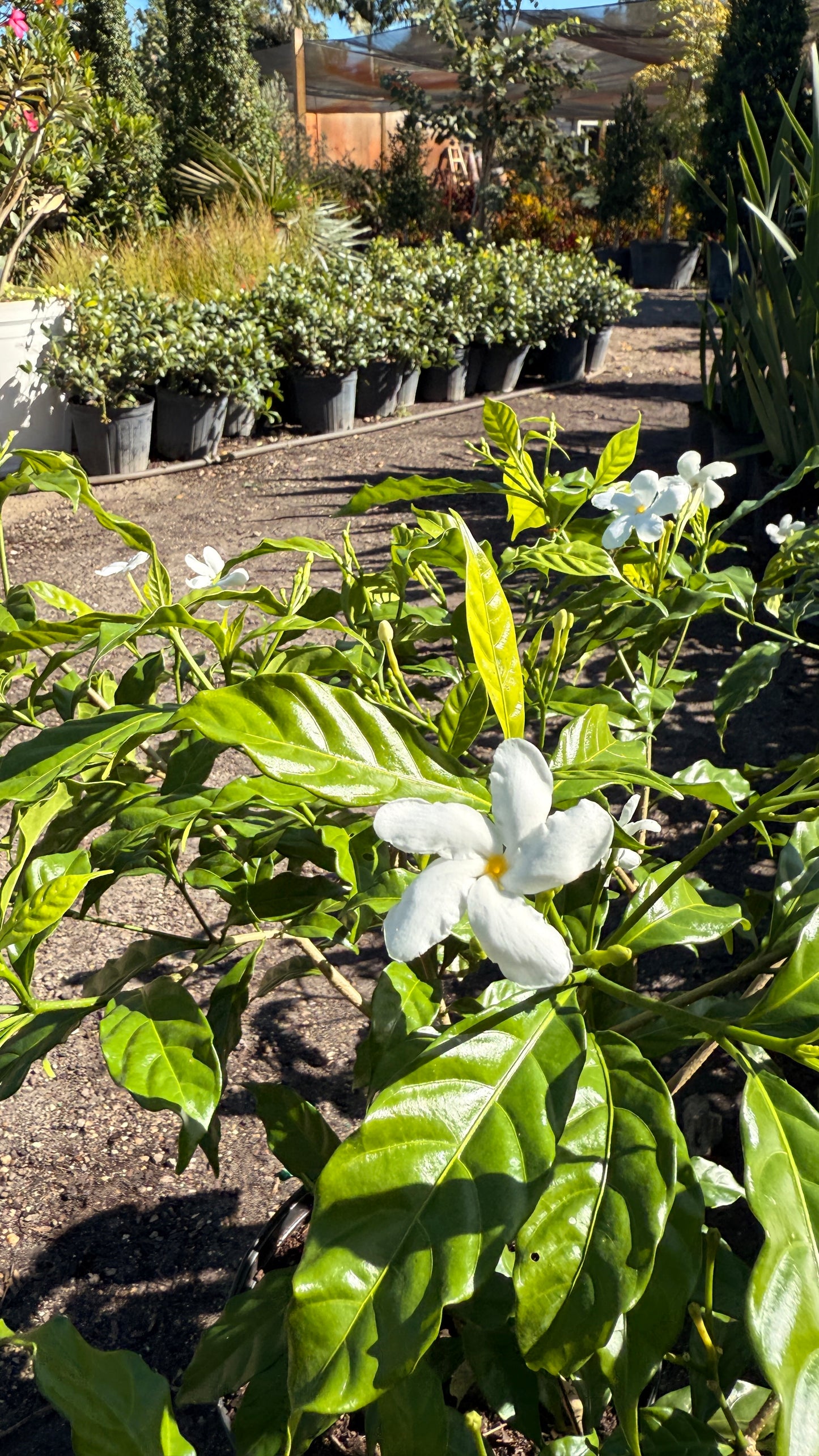 Pinwheel Jasmine