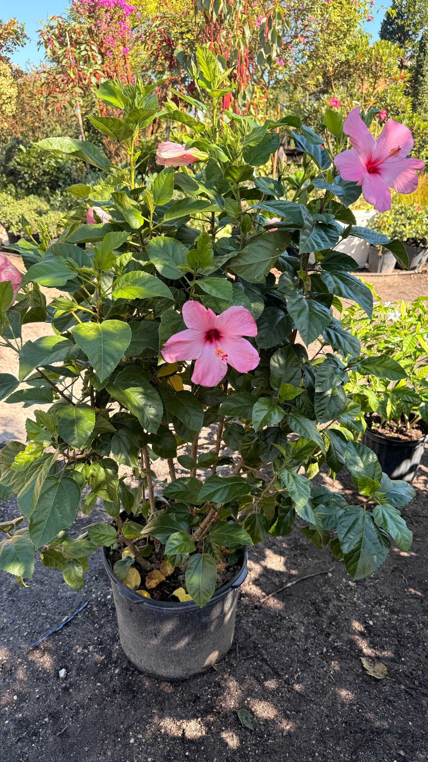 Hibiscus Bush
