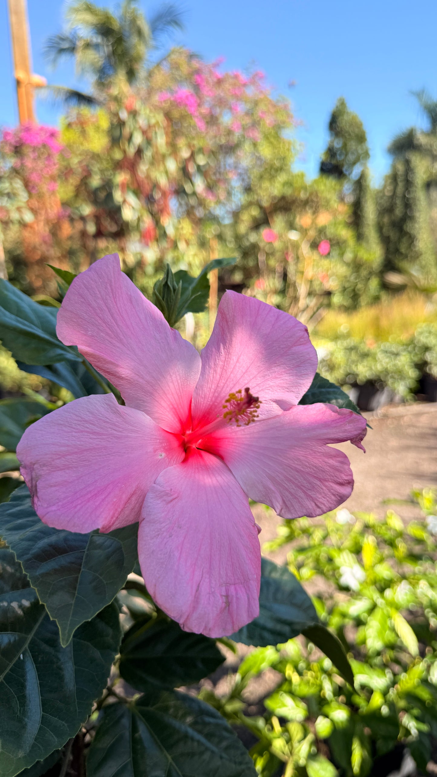 Hibiscus Bush