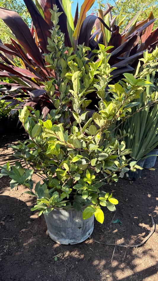 Viburnum Suspensum