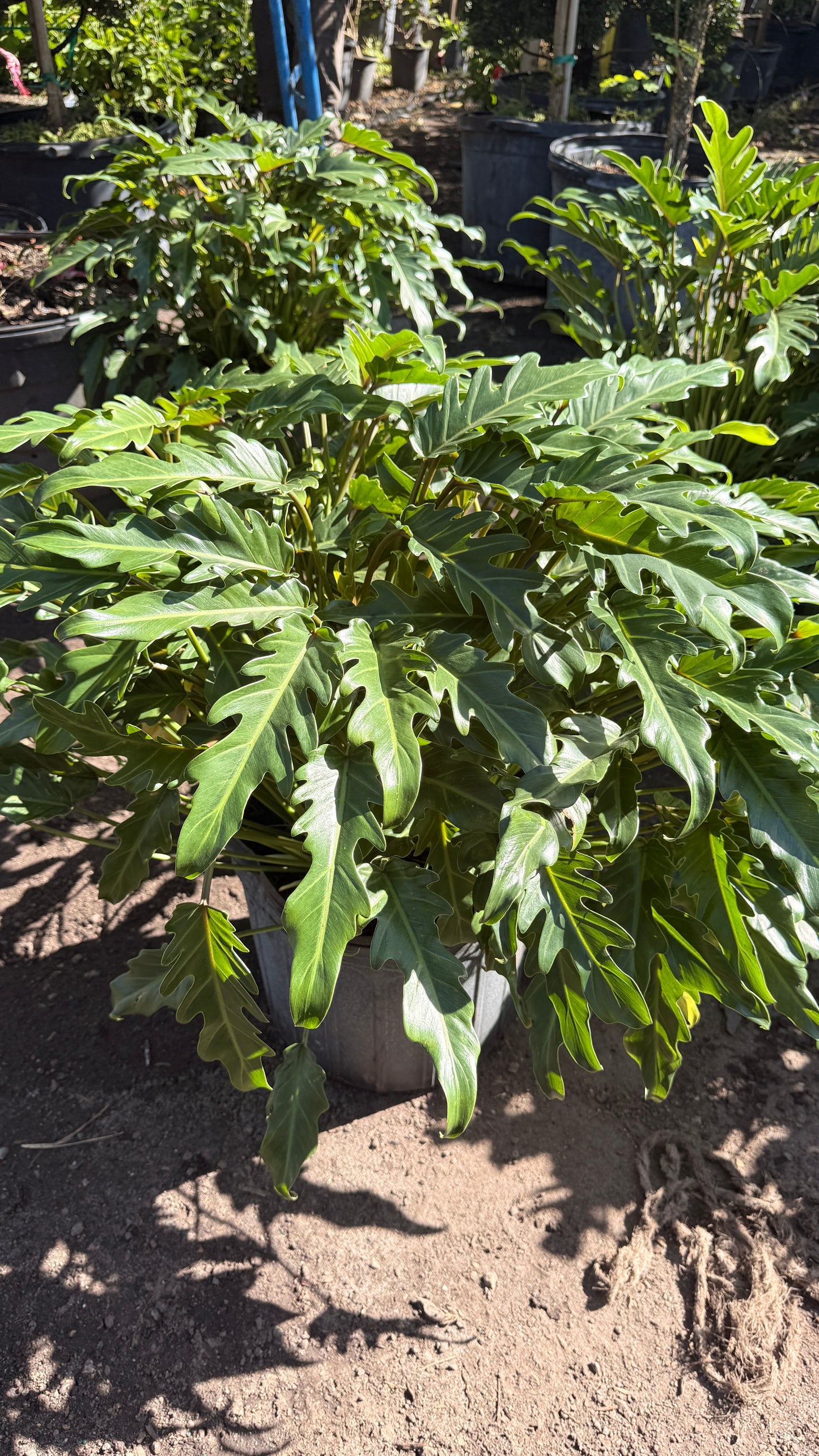 Xanadu Philodendron