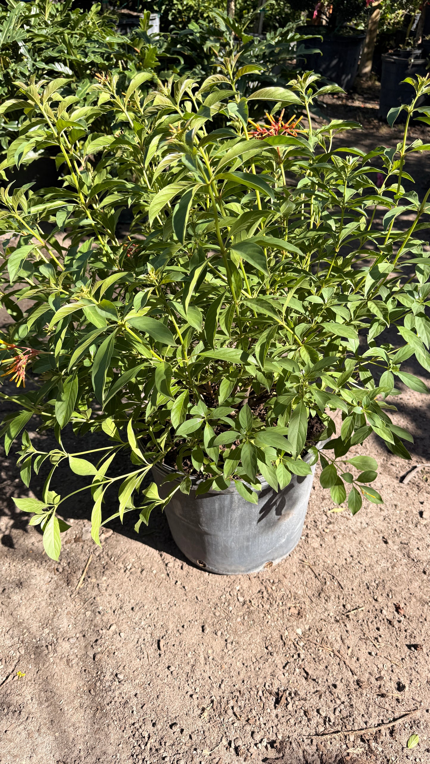 Fire Bush