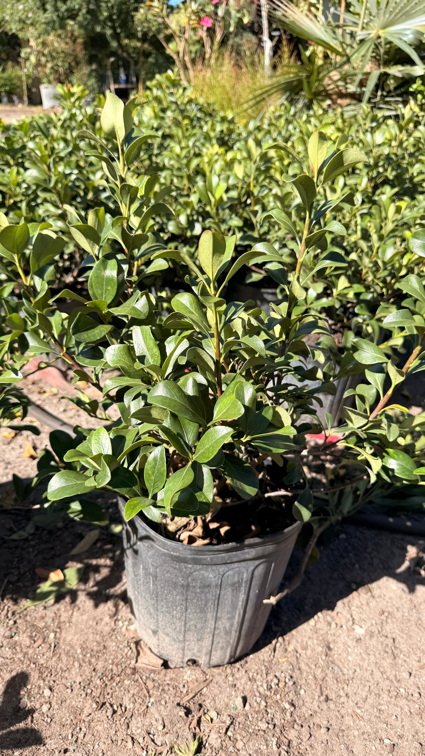 Indian Hawthorn