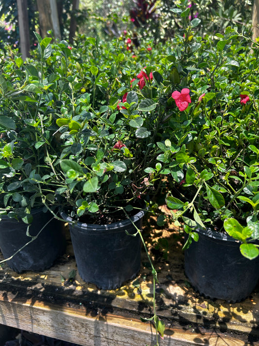 Coral Creeper