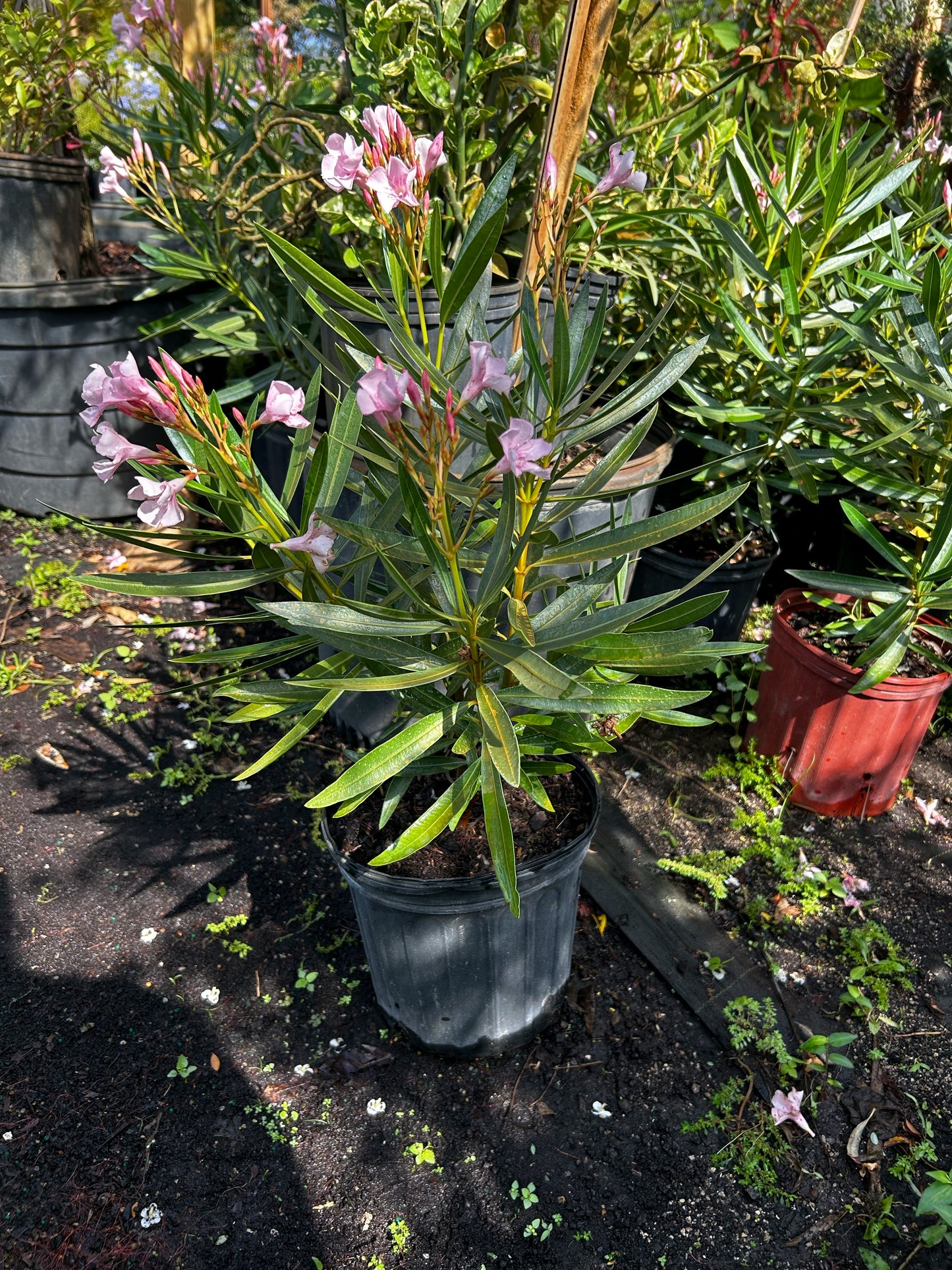 Oleander
