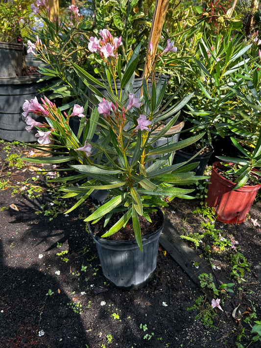 Oleander
