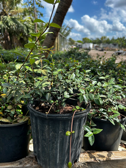 Asiatic Jasmine
