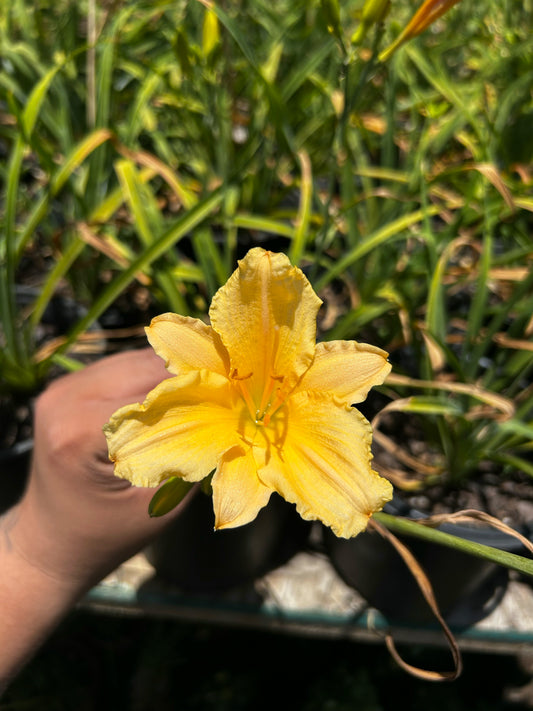 Yellow Daylilly