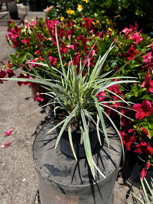 Aztec Grass