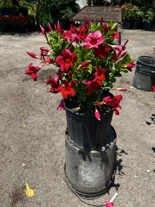 Dipladenia