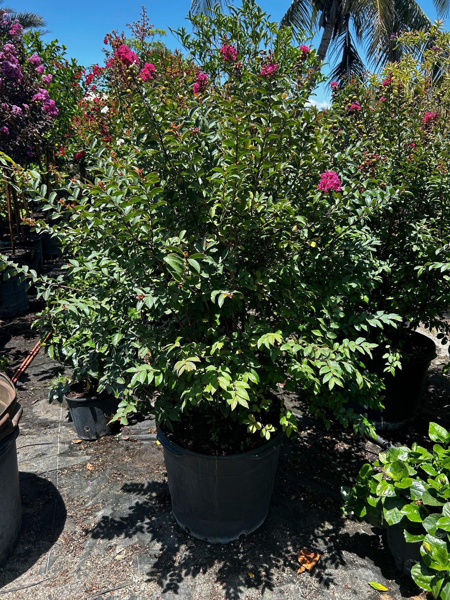 Crape Myrtle - Multi-Stem