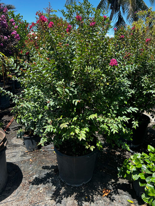 Crape Myrtle - Multi-Stem