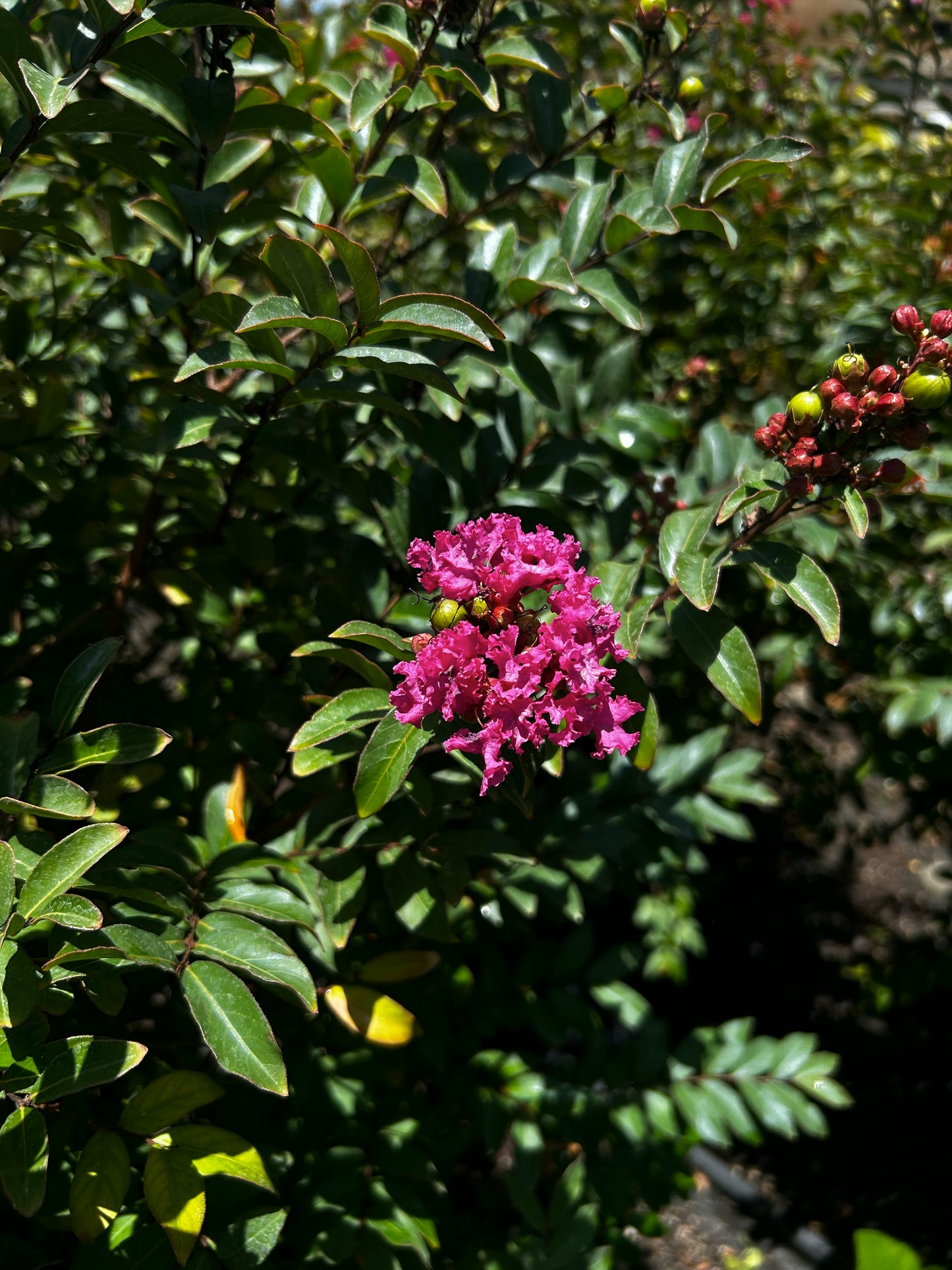 Crape Myrtle - Multi-Stem