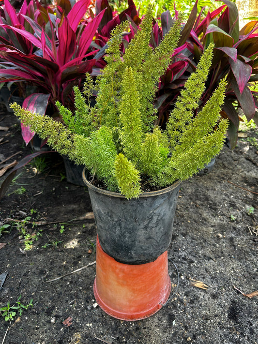 Foxtail Fern