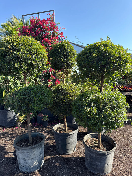 2-Ball Topiary