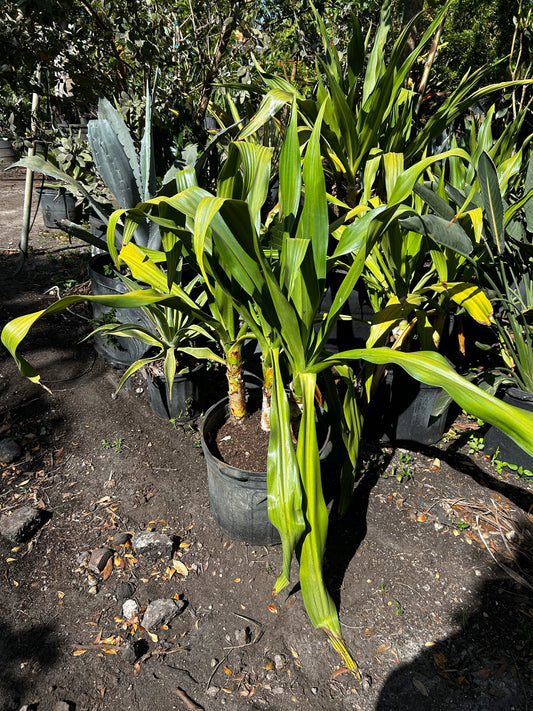 Giant Crinum Lily (Crinum asiaticum)
