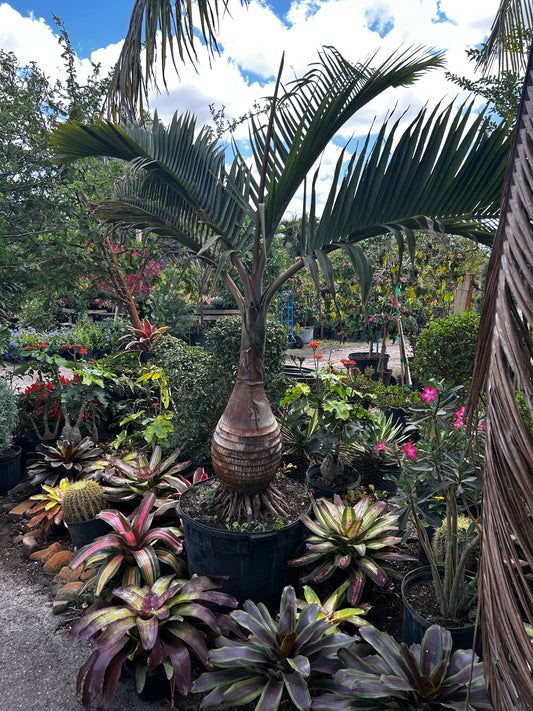 Bottle Palm (Hyophorbe lagenicaulis)